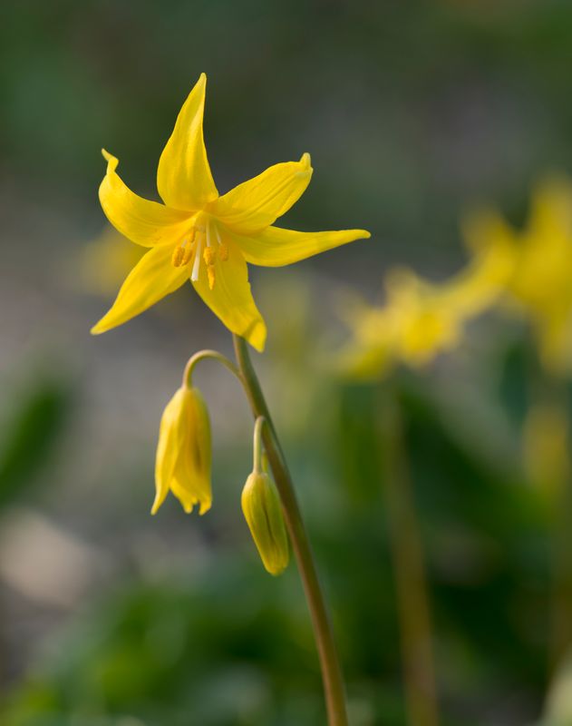 Erythronium tuolumnense
