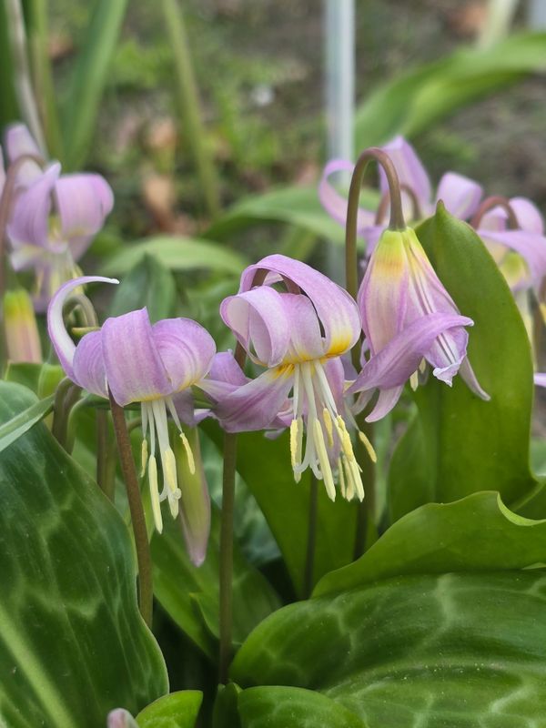 Erythronium Kinfauns Pink