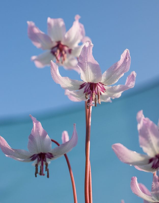 Erythronium White Beauty x hendersonii