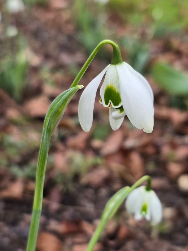 Galanthus Dionysus