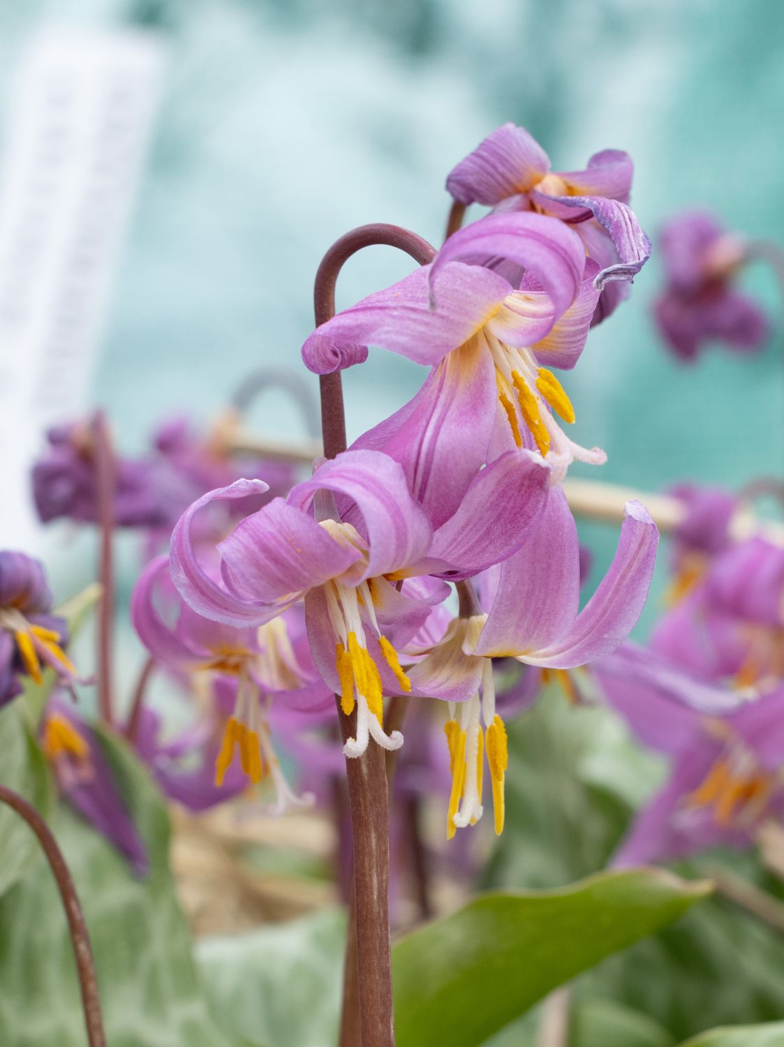 Erythronium Pink Beauty