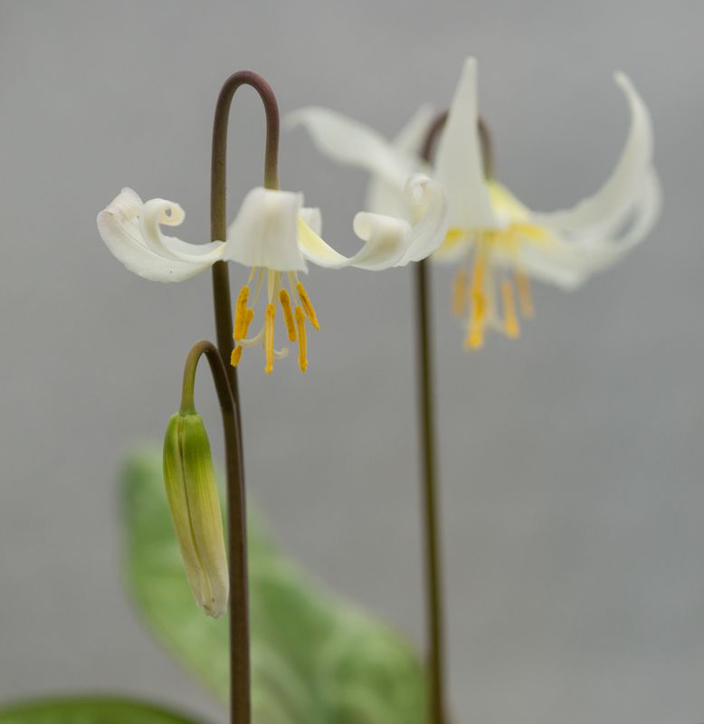 Erythronium Minehaha