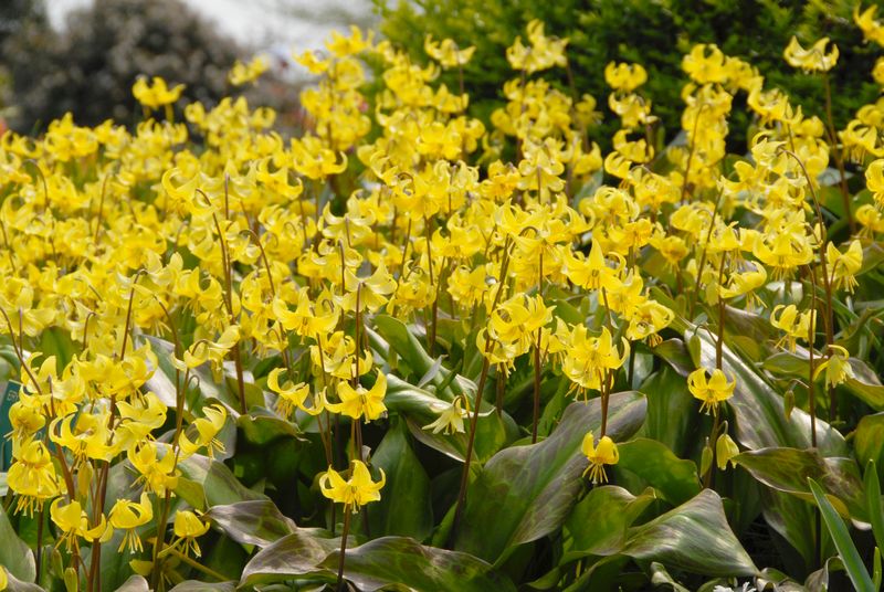 Erythronium Pagoda (3)