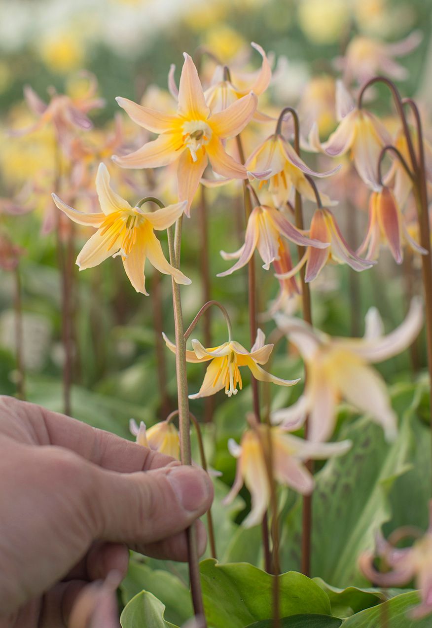 Erythronium Joanna (3)