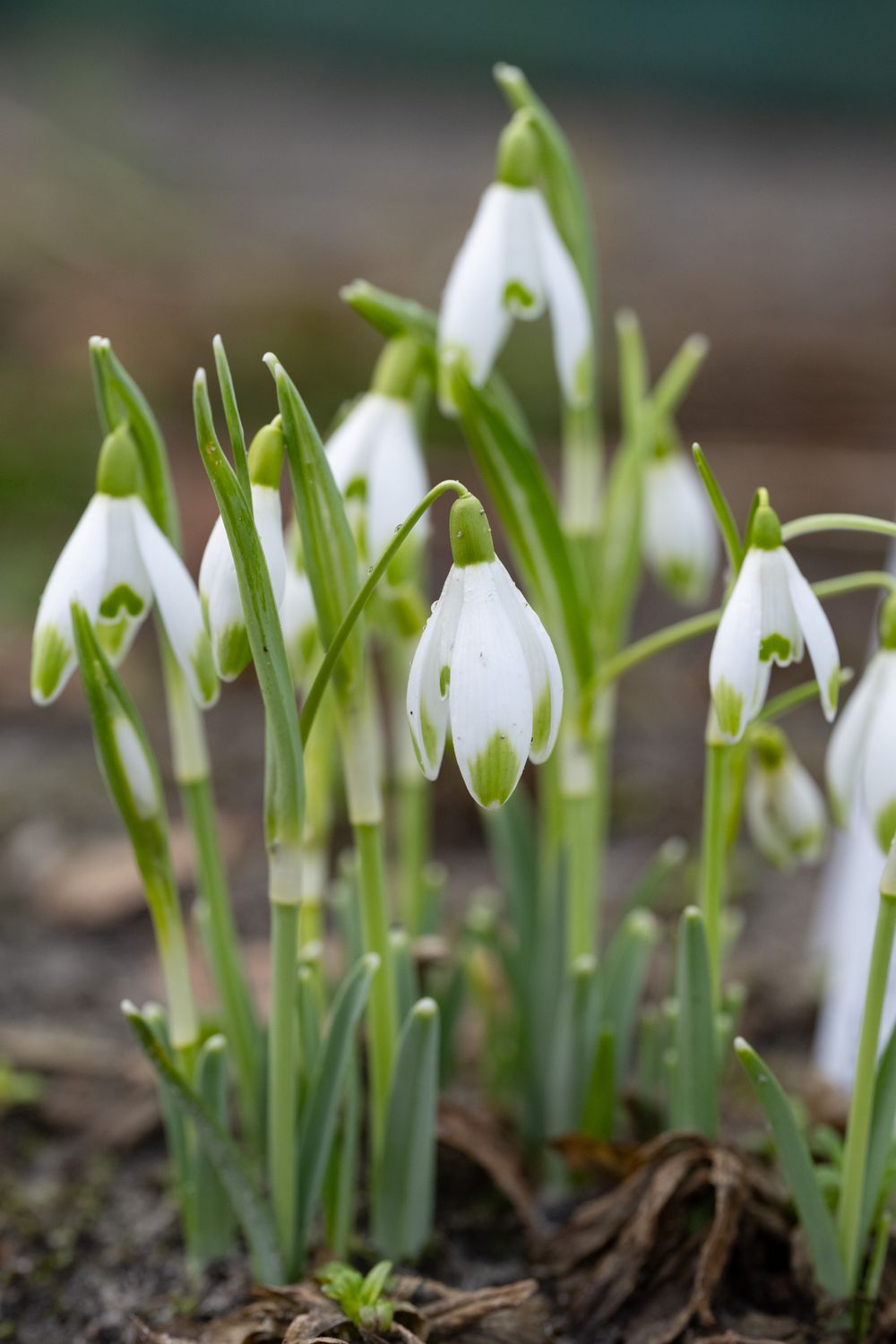 Galanthus nivalis Scharlockii