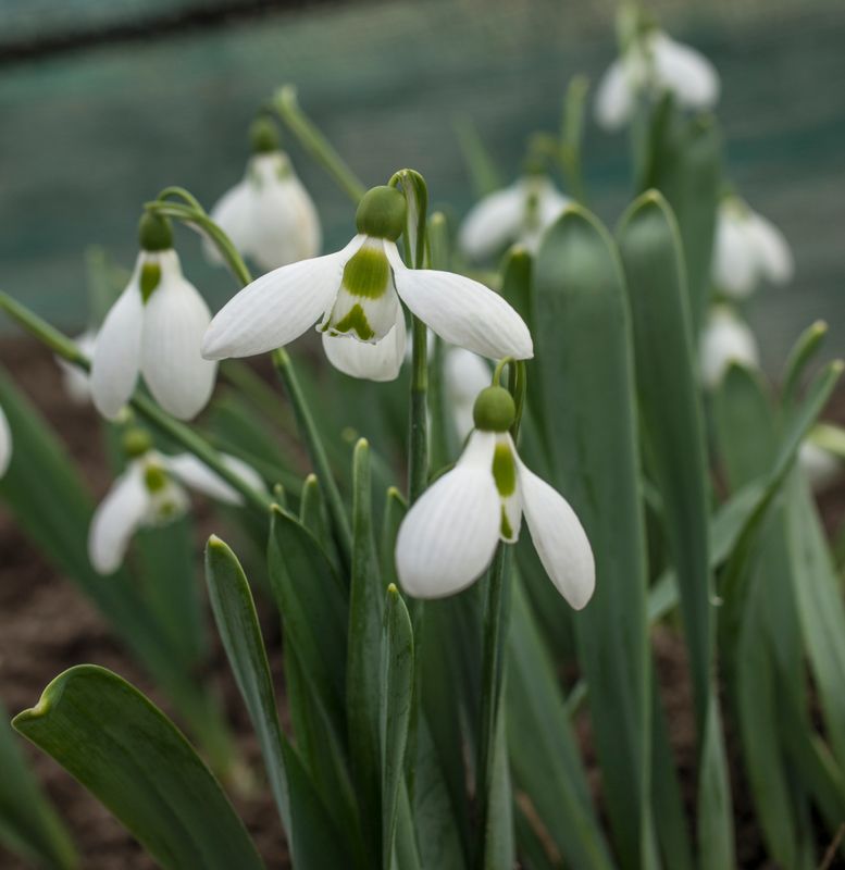 Galanthus elwesii Spring Pearl