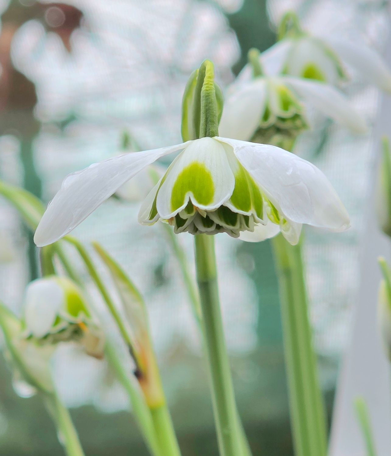Galanthus Hill Poë
