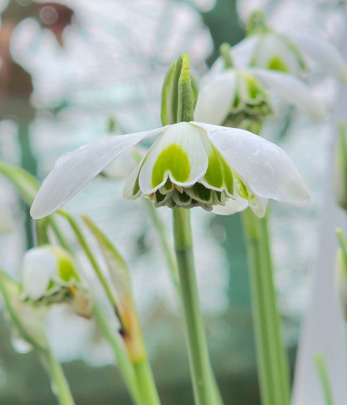 Galanthus Hill Poë