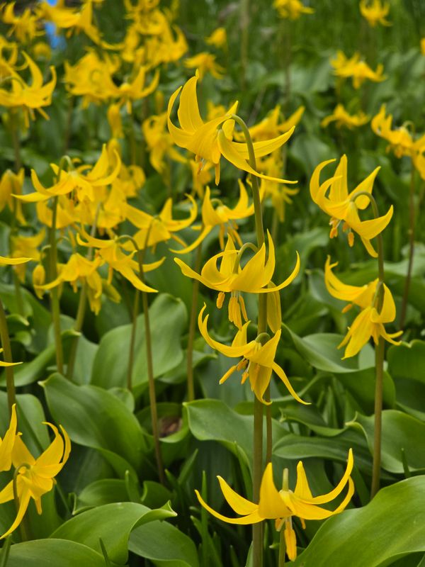 Erythronium tuolumnense Pioneer Strain (3)