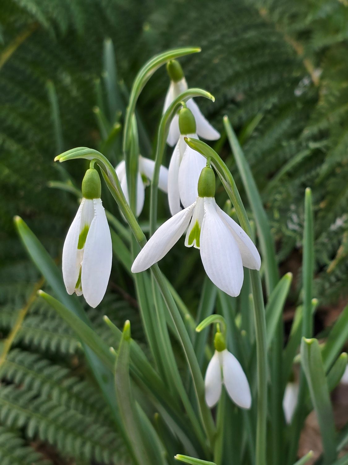 Galanthus Atkinsii