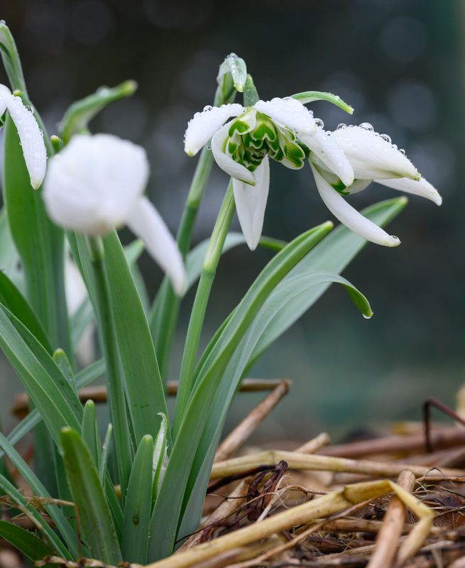 Galanthus Starling