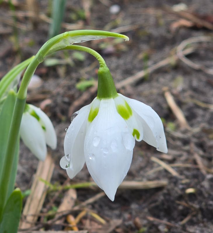 Galanthus St. Pancras
