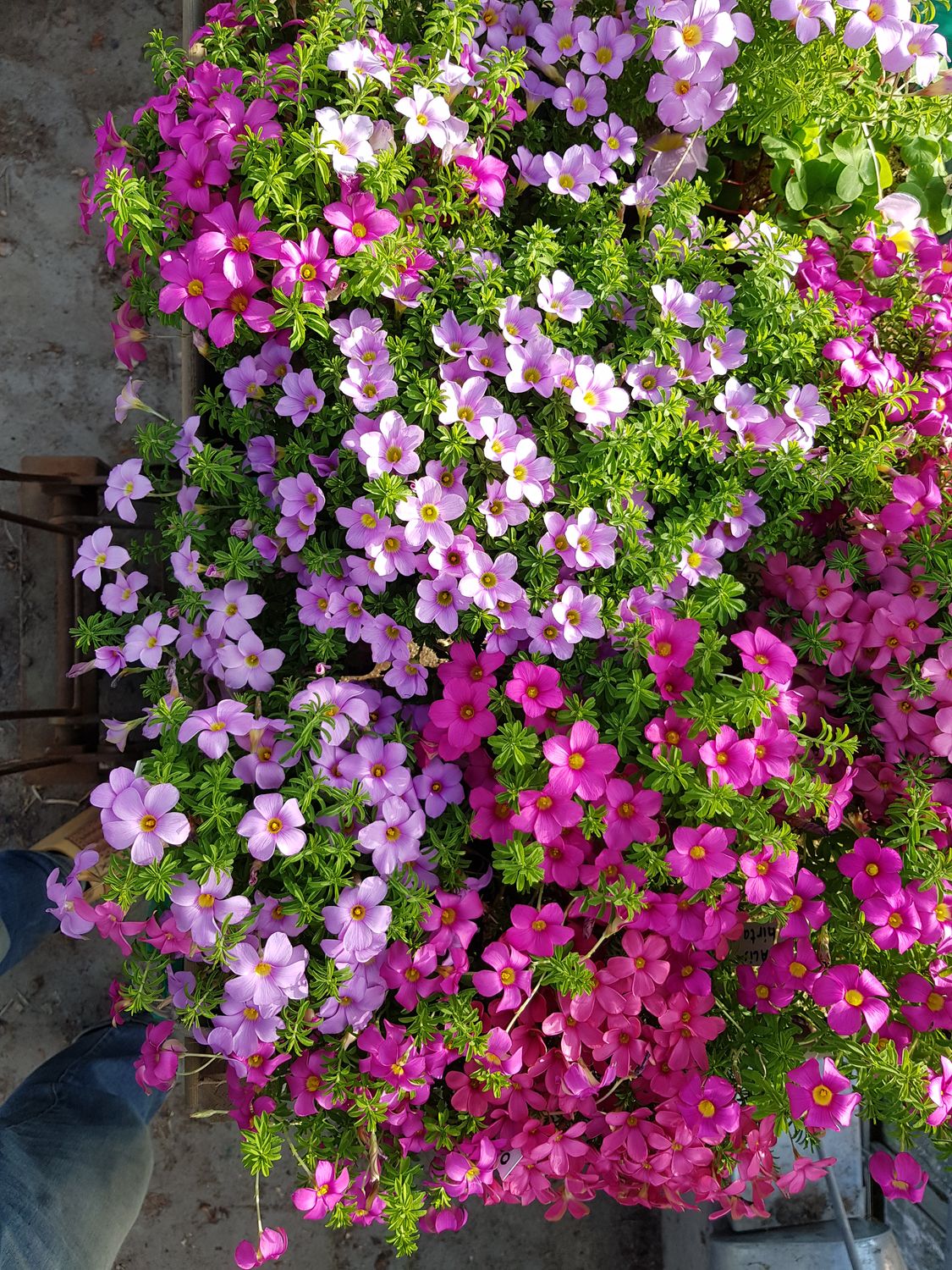 Oxalis hirta No. 1 (dark purplish pink) (3)