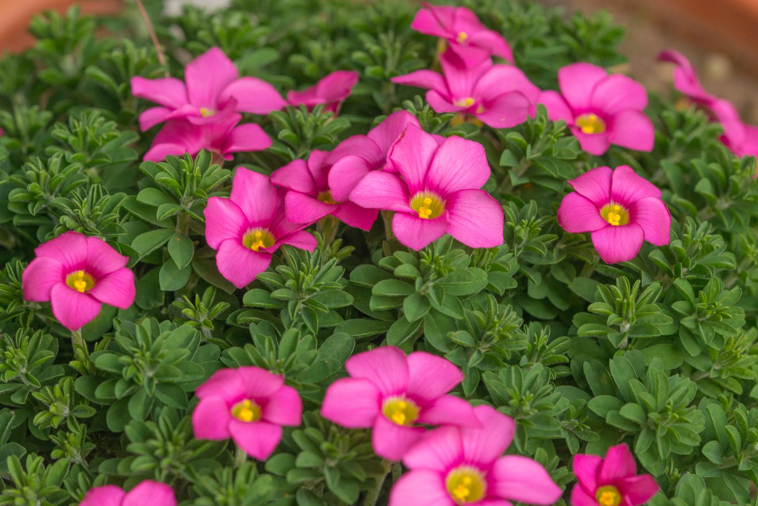 Oxalis hirta Gothenburg (3)