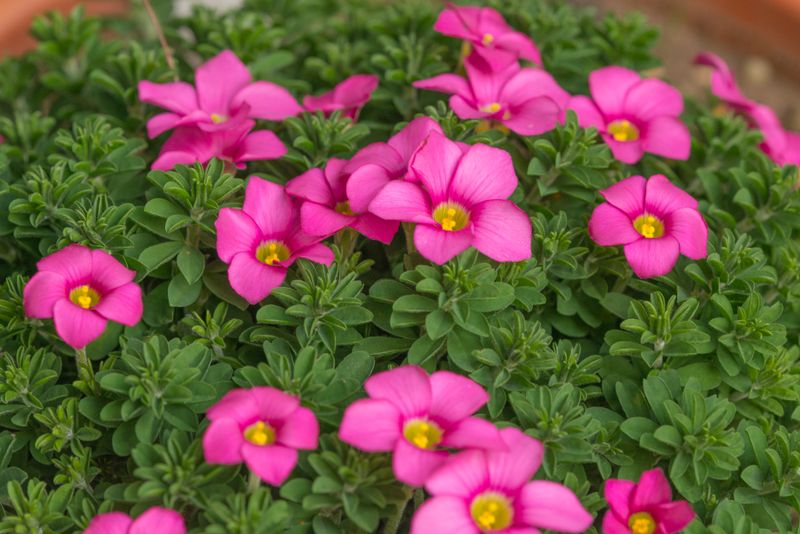 Oxalis hirta Gothenburg (3)