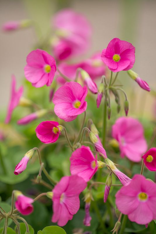 Oxalis bowei (3)
