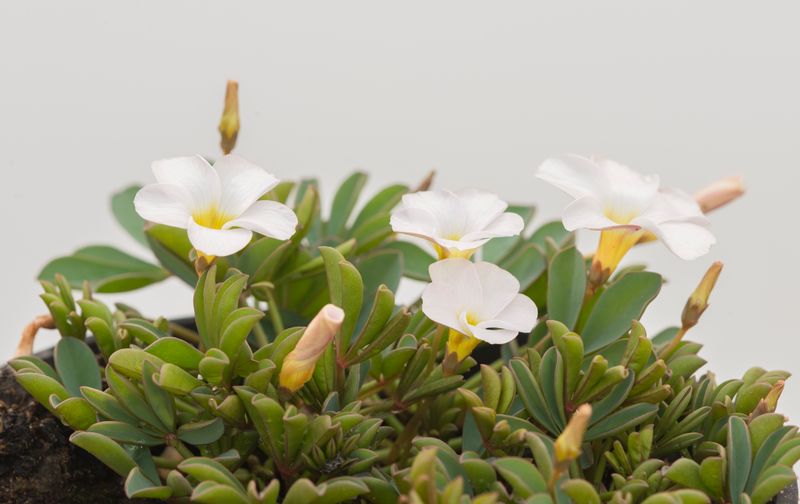 Oxalis flava (white form) (3)