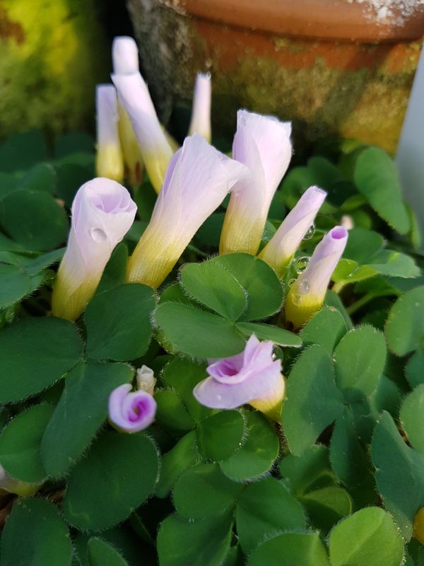Oxalis purpurea (pale lilac form) (3)