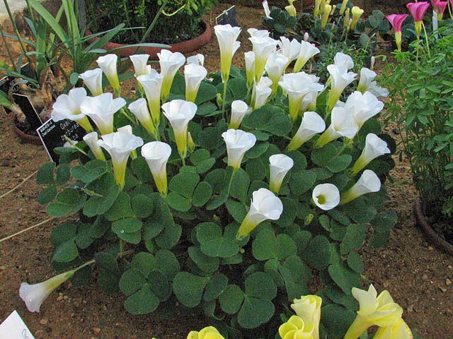 Oxalis purpurea (white form) (3)