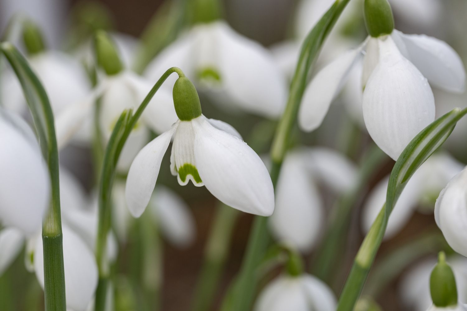 Galanthus S. Arnott (3)