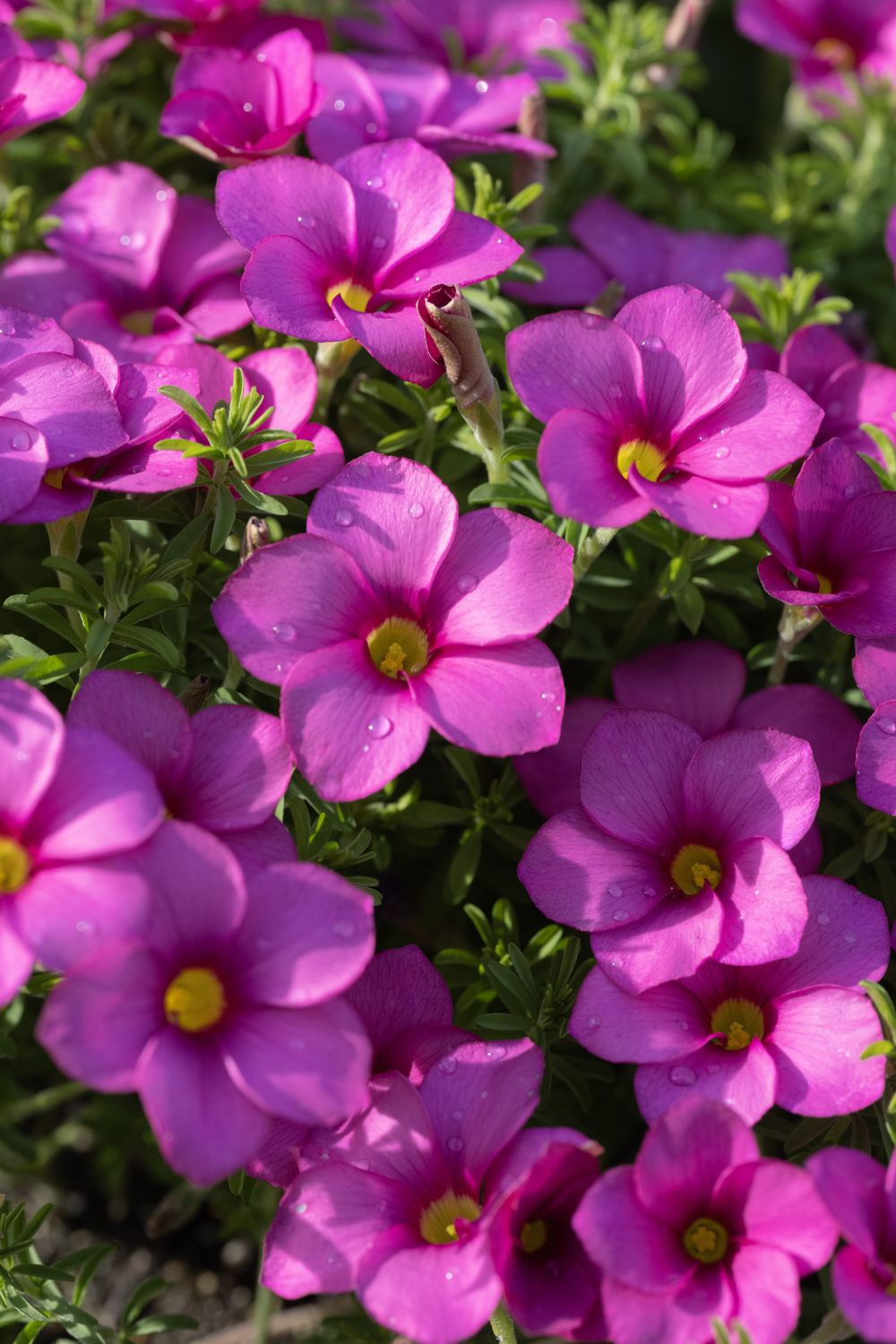 Oxalis hirta No. 10 (dark pink) (3)