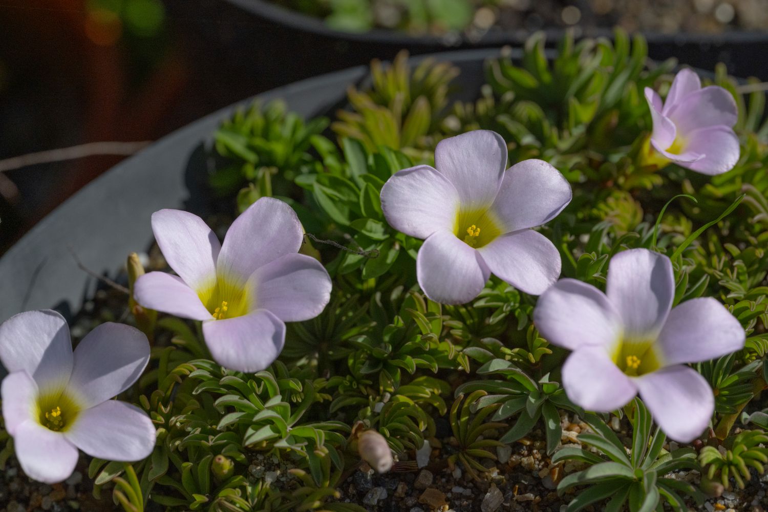Oxalis flava (lilac form) (3)