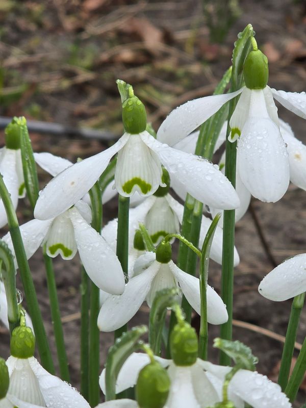Galanthus Neill Fraser
