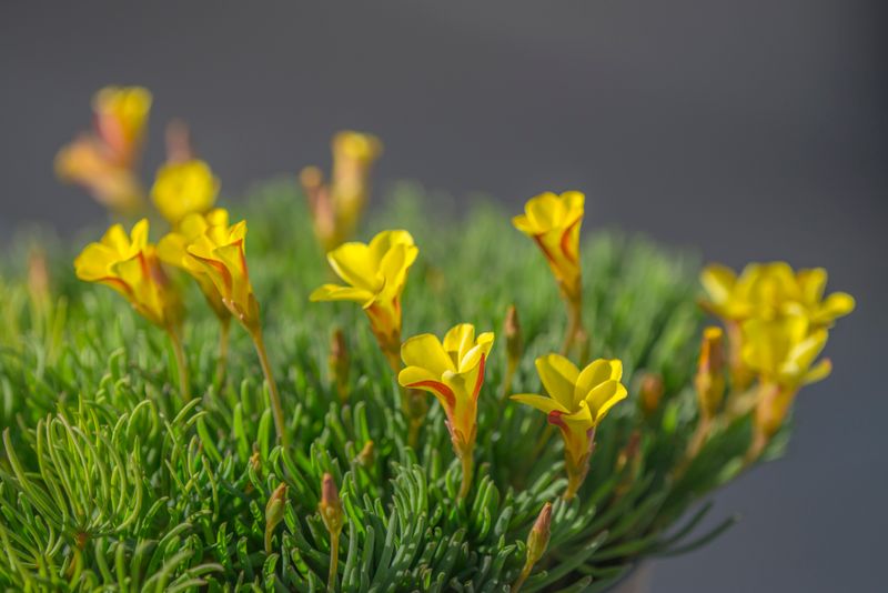 Oxalis flava Golden Cape (3)