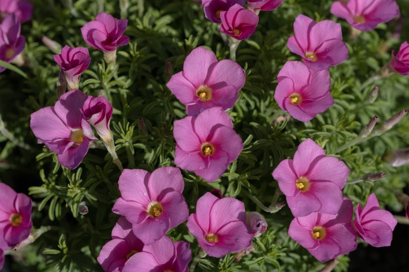 Oxalis hirta No. 15A (pale pink) (3)