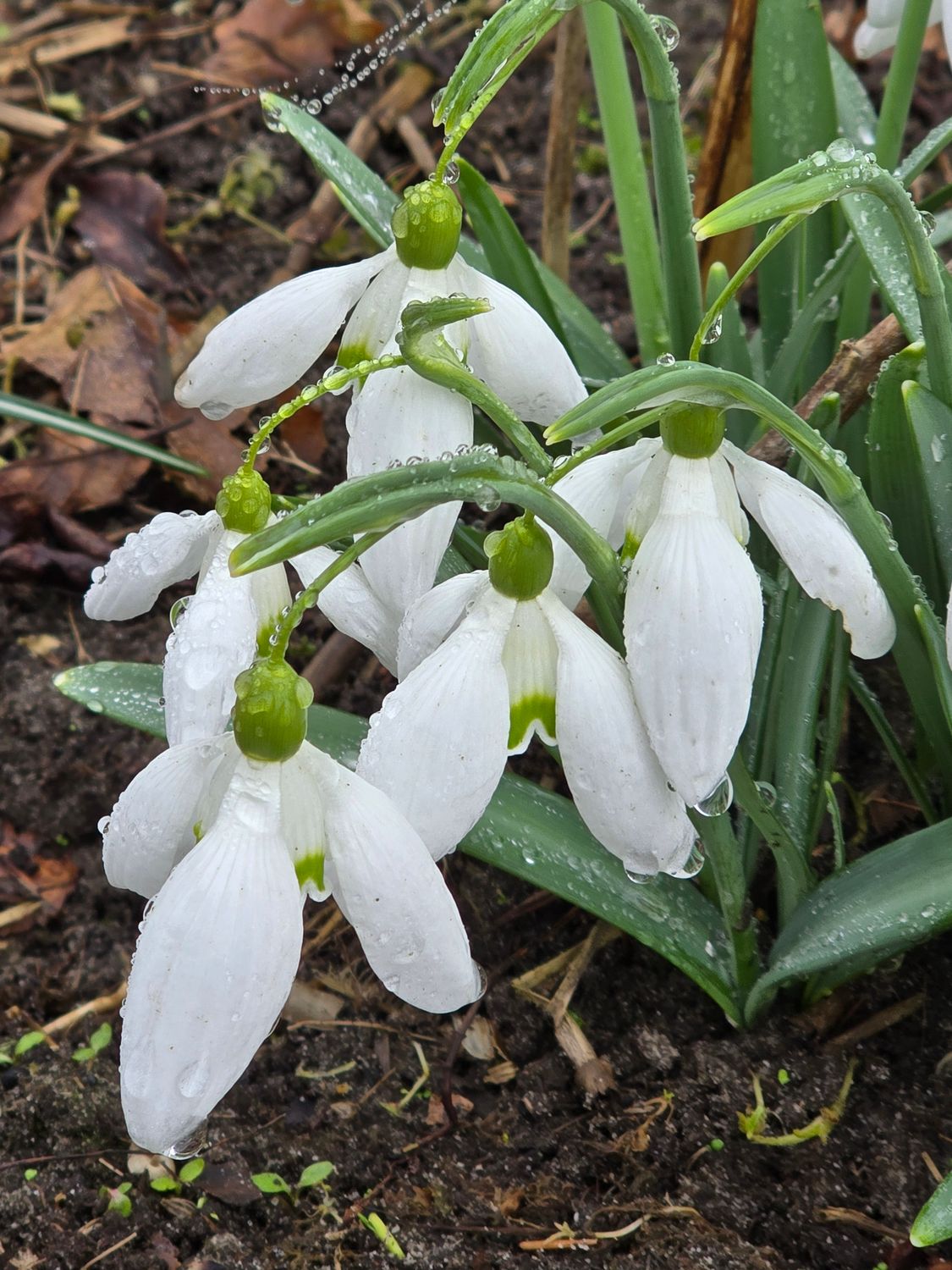 Galanthus nivalis Mighty Atom