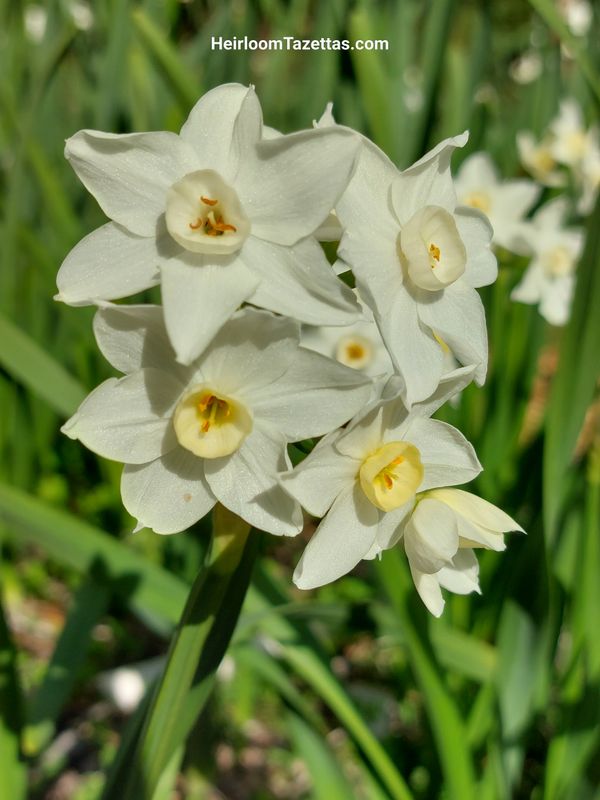 Narcissus Euanthe Narcissus Euanthe