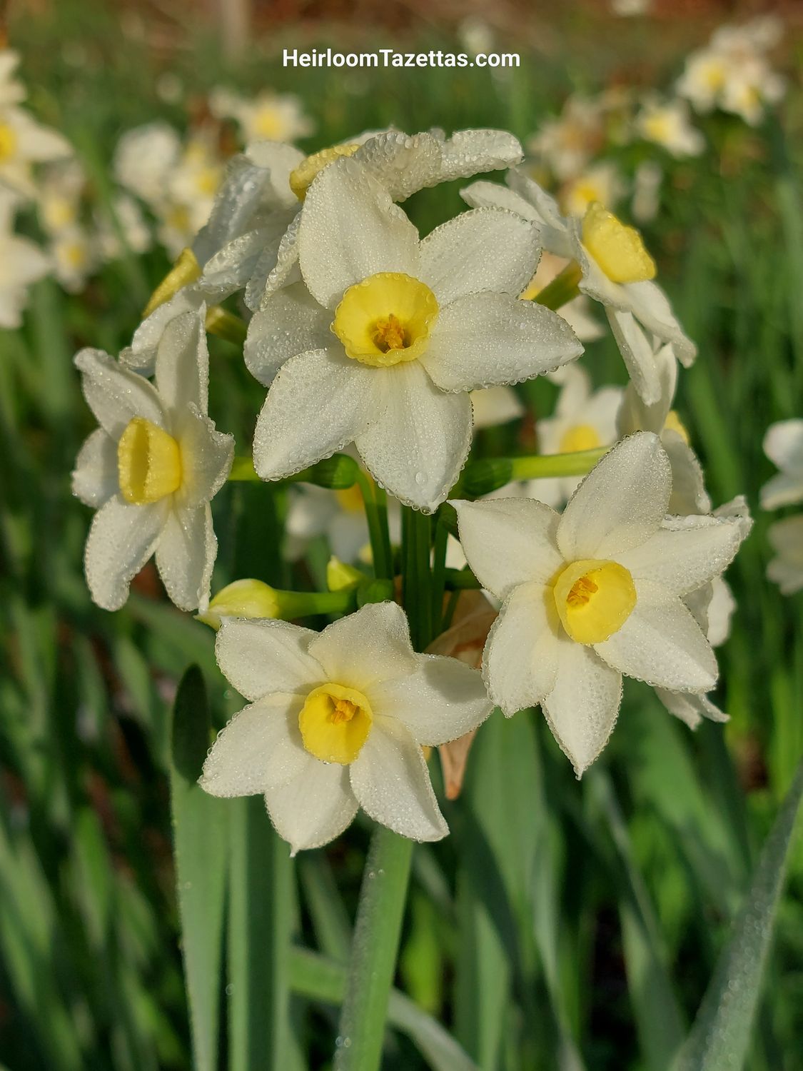 Narcissus Erinome