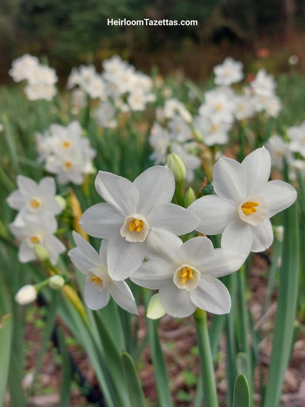Narcissus Impasto Narcissus Impasto
