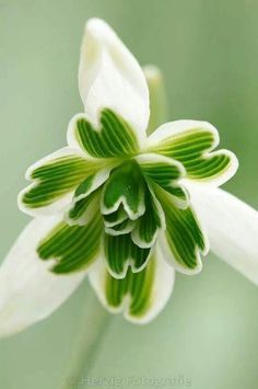 Galanthus Titania