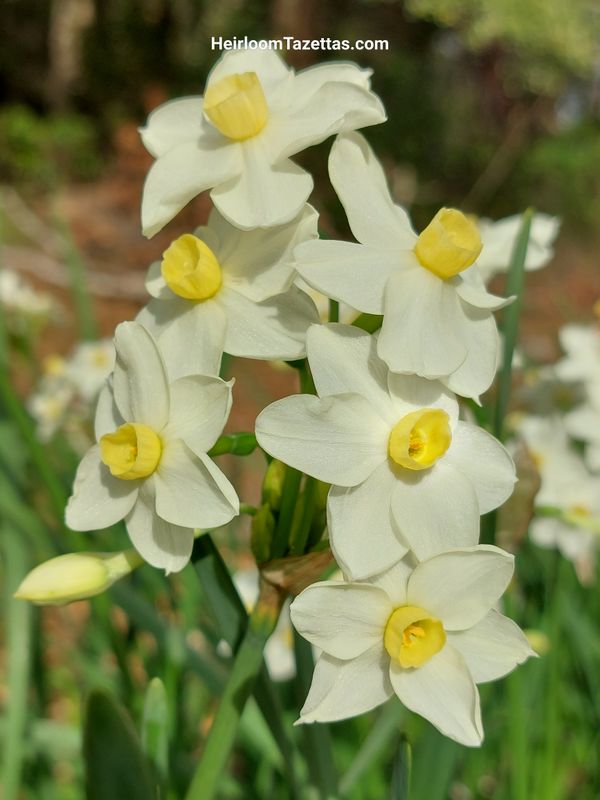 Narcissus Astrid's Little Sister Narcissus Astrid's Little Sister