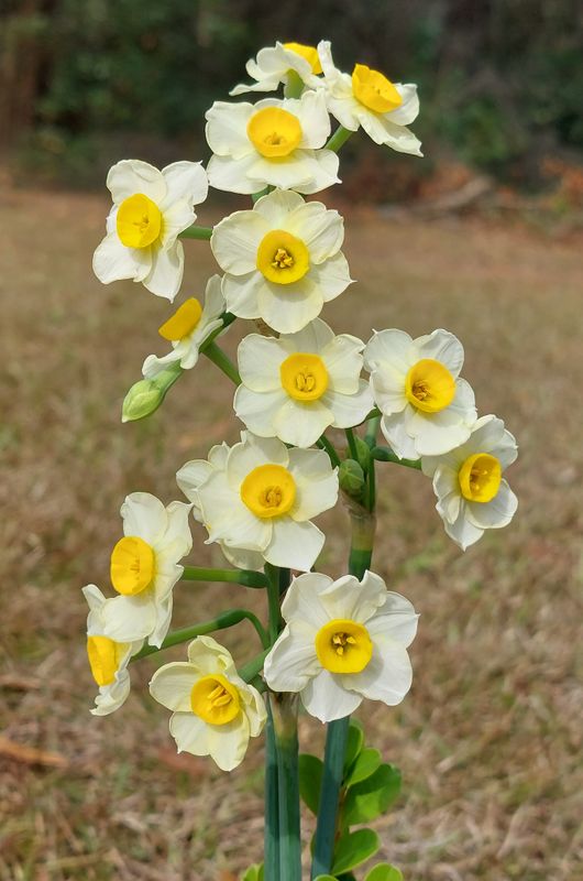 Narcissus Dainty Doll Narcissus Dainty Doll