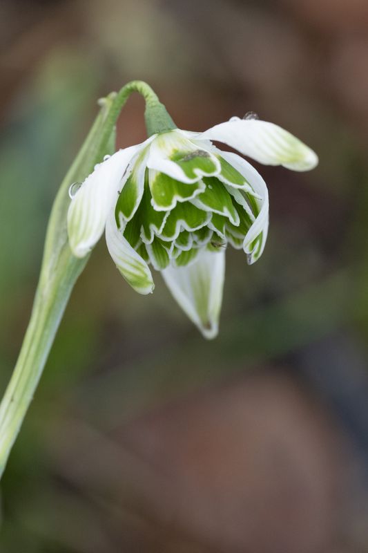 Galanthus Desdemona