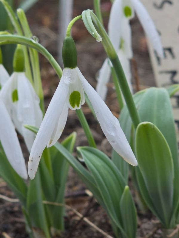 Galanthus elwesii Emma