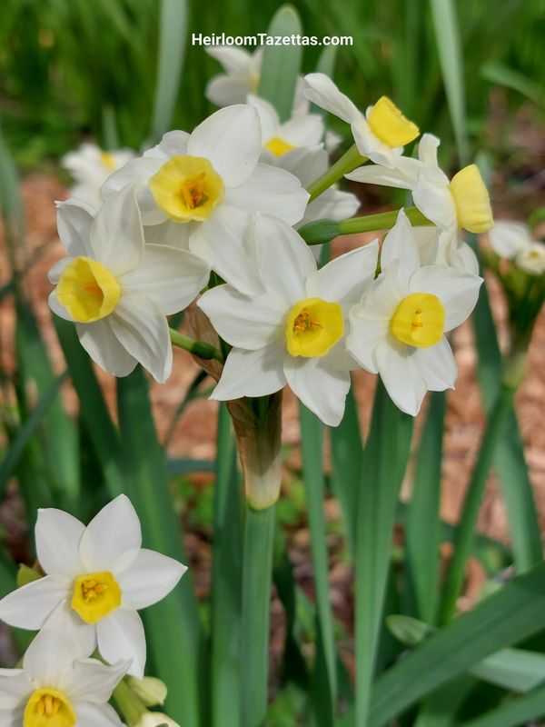 Narcissus Astrid's Little Comets Narcissus Astrid's Little Comets