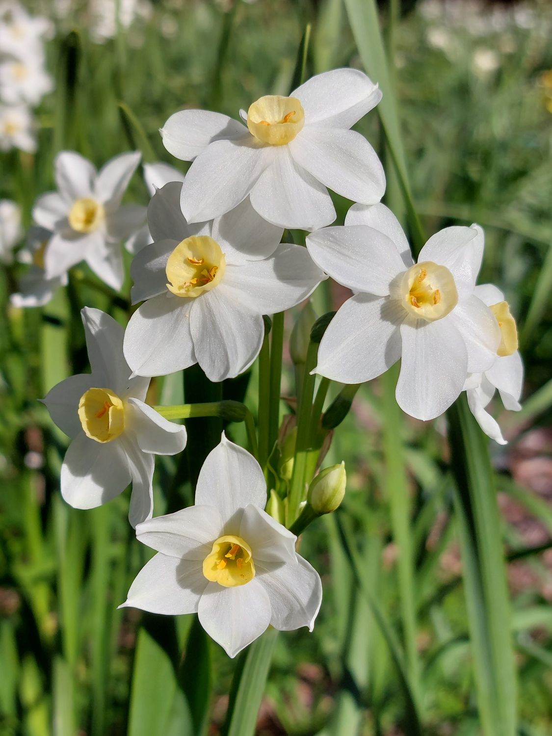 Narcissus Astrid's Rose Water Narcissus Astrid's Rose Water