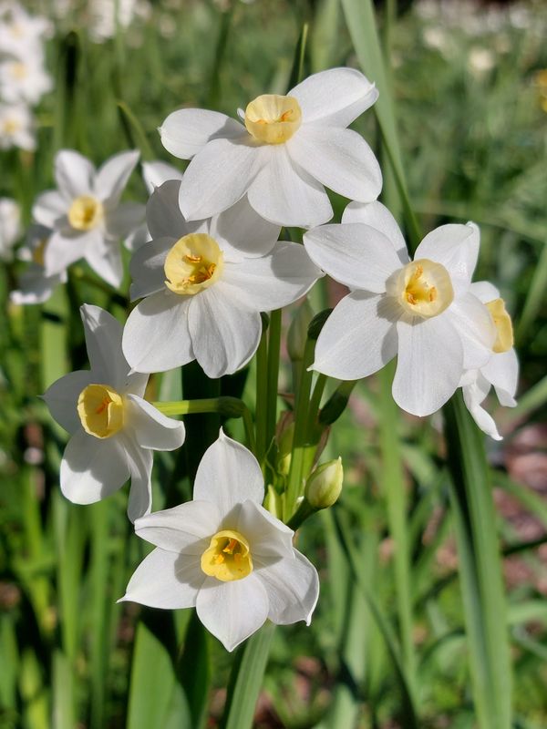 Narcissus Astrid's Rose Water Narcissus Astrid's Rose Water