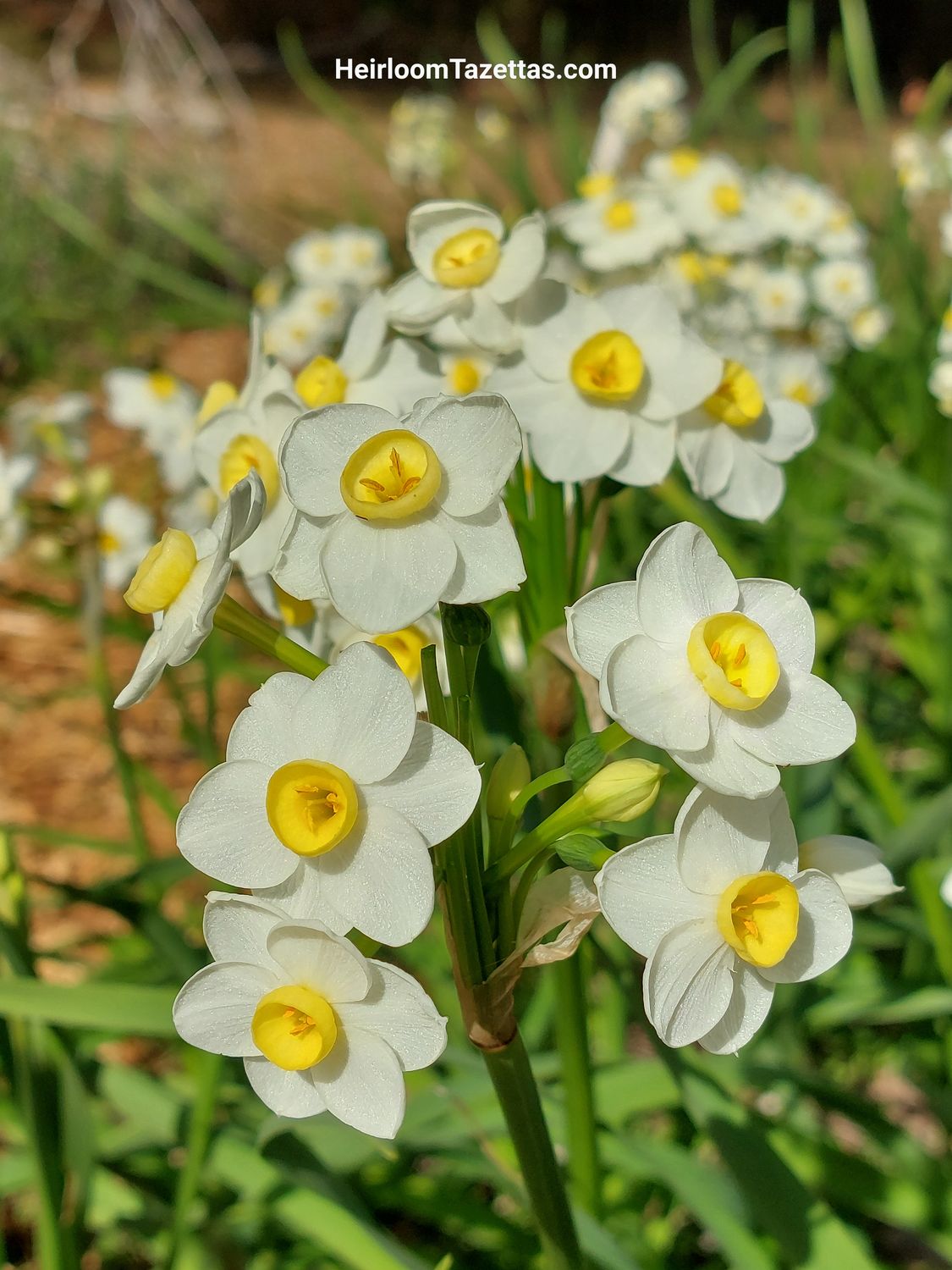 Narcissus Jaquard