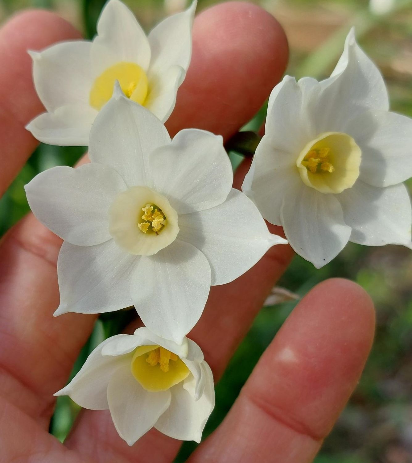 Narcissus Staaten-Generaal