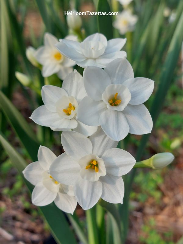 Narcissus Artist's Palette Narcissus Artist's Palette