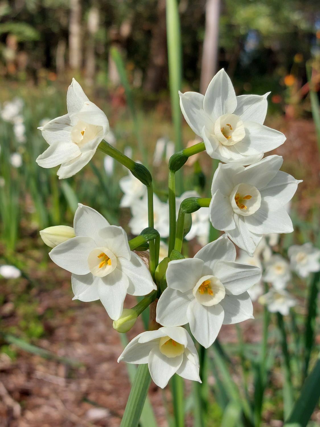 Narcissus Luna's Friend Io