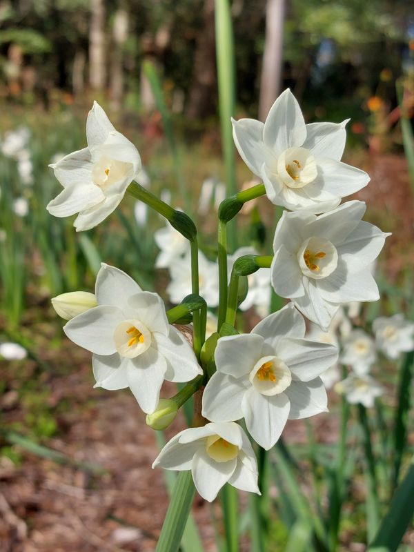 Narcissus Luna's Friend Io Narcissus Luna's Friend Io