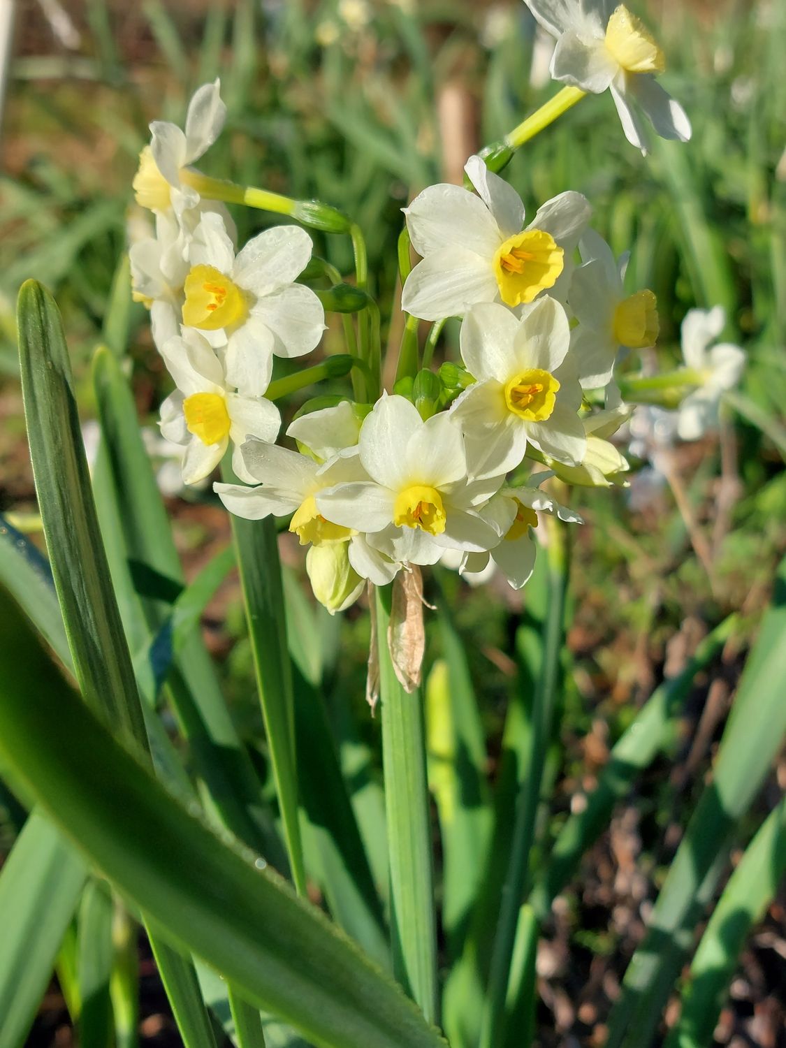 Narcissus Lyrids