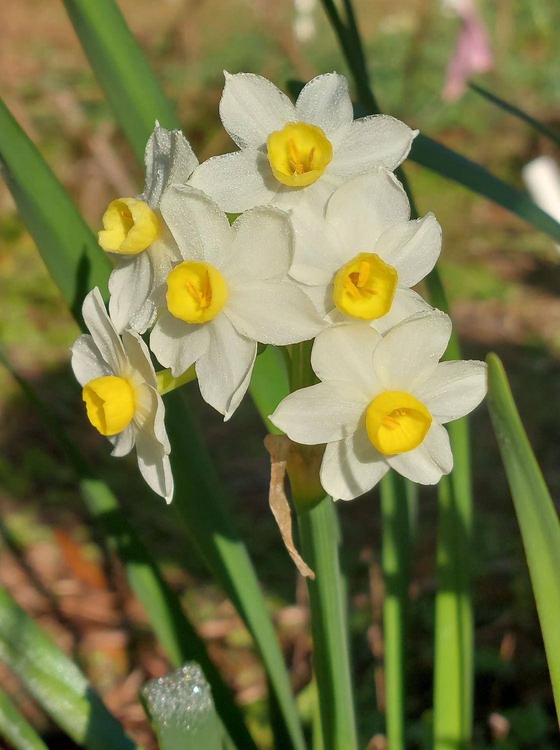 Narcissus Pyxis