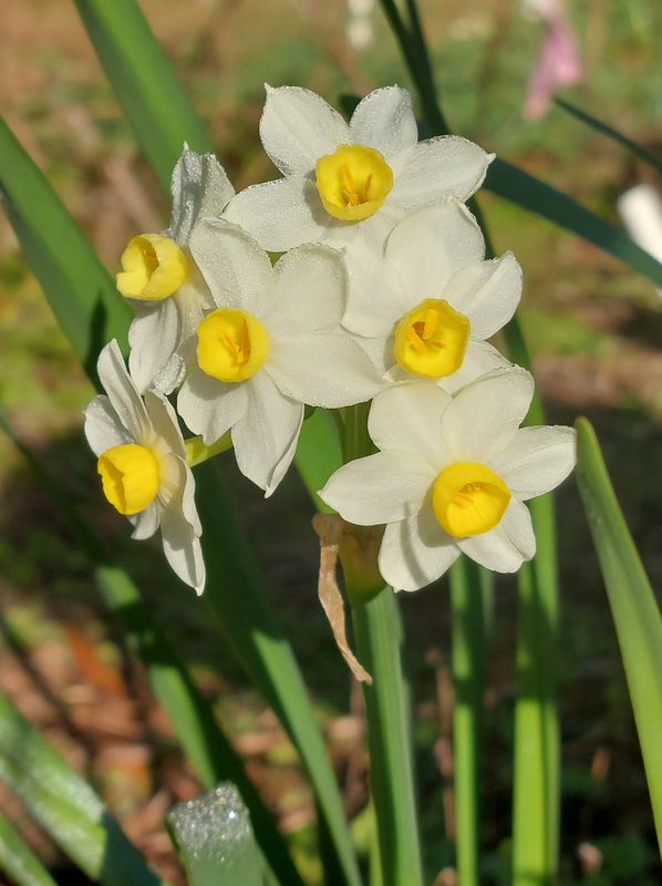 Narcissus Pyxis Narcissus Pyxis