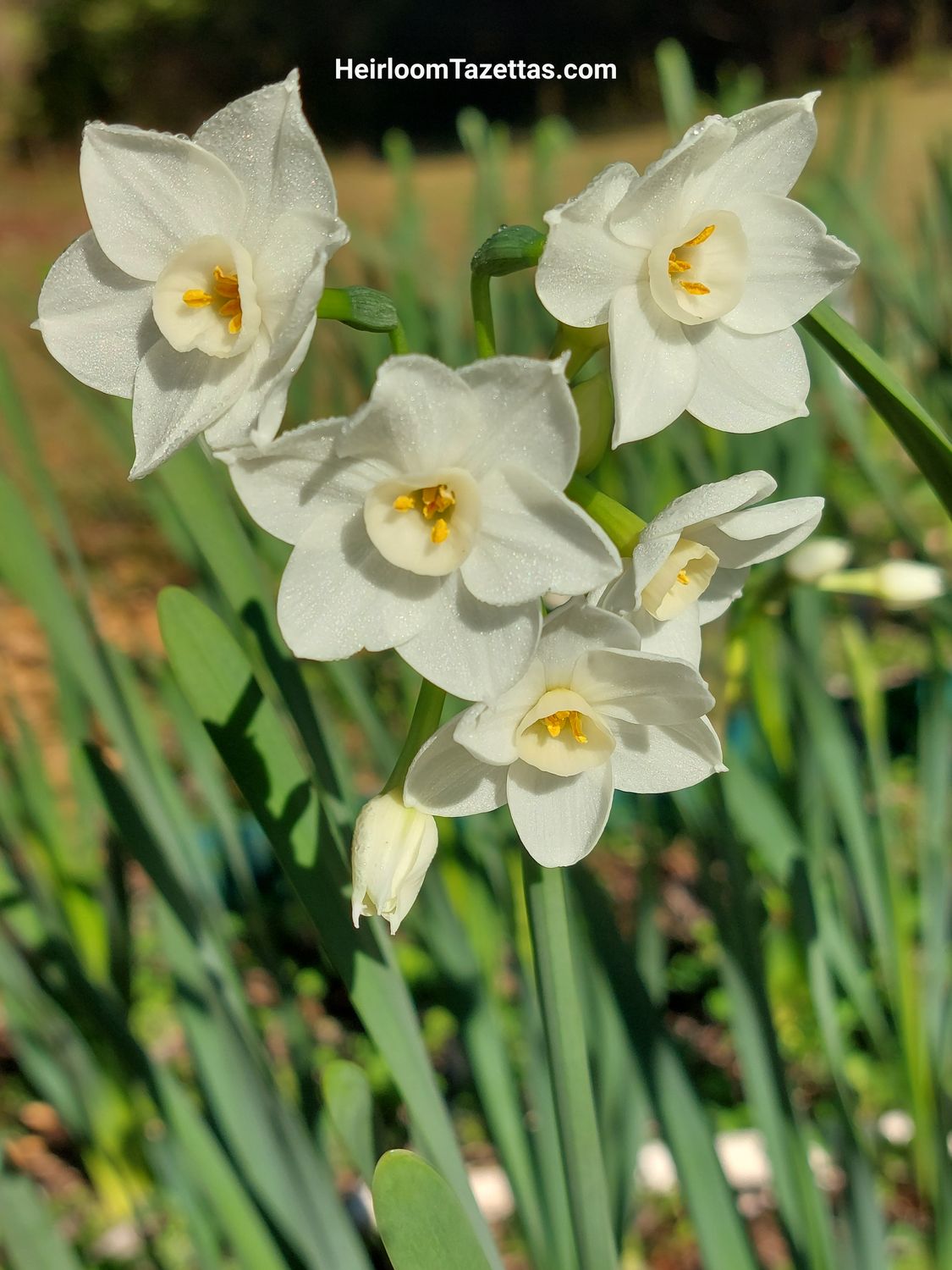 Narcissus Giclée